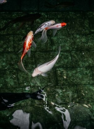 Koi Pond Installation and Maintenance